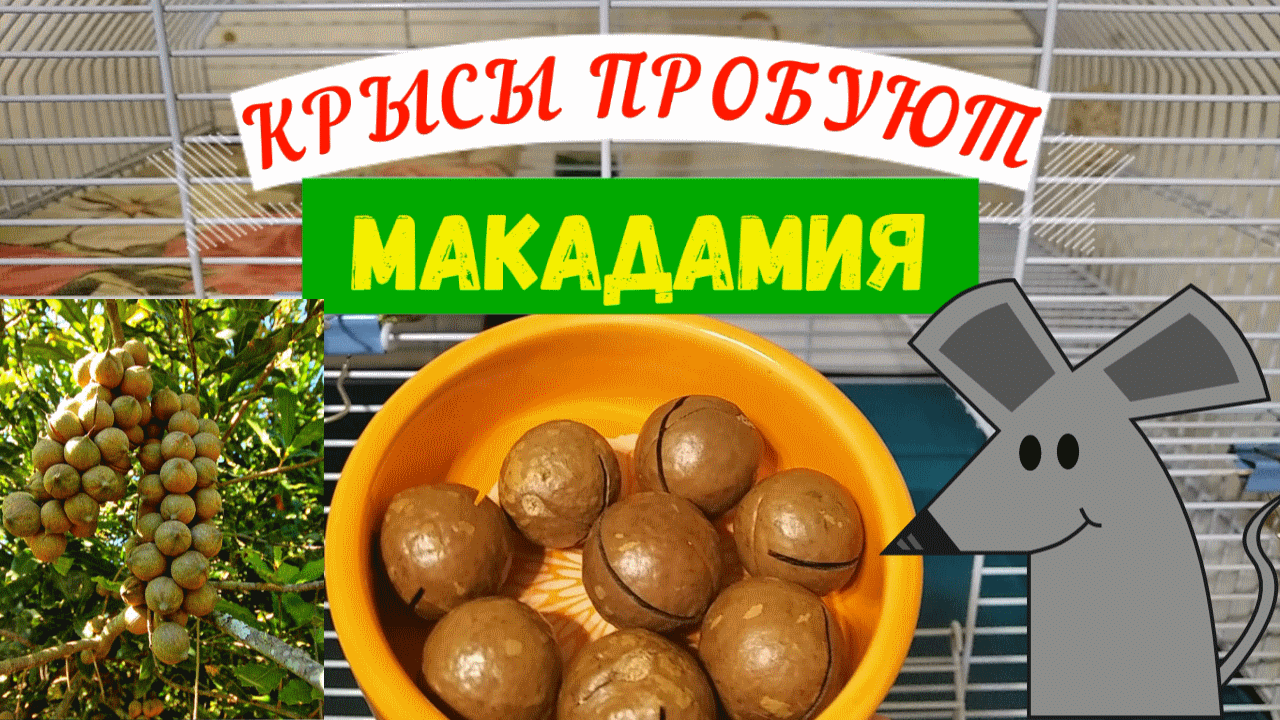 КРЫСЫ ПРОБУЮТ МАКАДАМИЯ