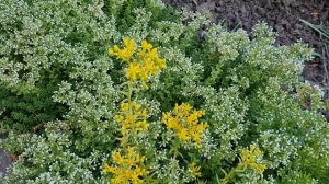 Очитки, суккуленты, седумы,их цветение. Седум скальный-самое неприхотливое почвопокровное растение