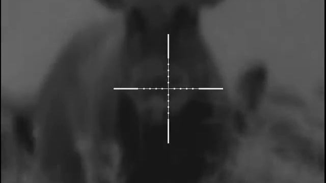 Кабаны в поле смотреть онлайн