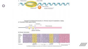 Module 4 Exam - Transcription in Prokaryotes