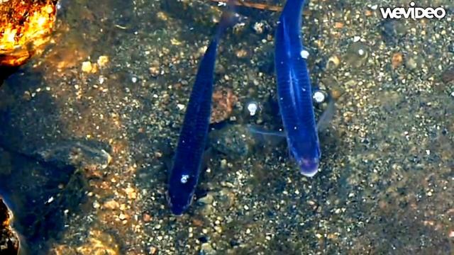 Нерест плотвы крупным планом смотреть онлайн