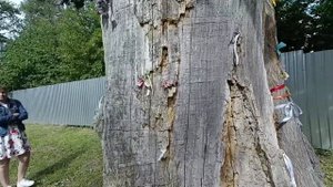 500-летний Дуб. С. Сосновый Солонец. Самарская лука. Россия.