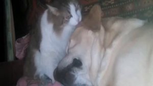 заботливый кот