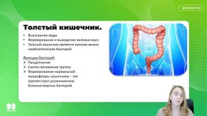 Вся пищеварительная система человека для ЕГЭ | БИОЛОГИЯ 10 класс | 99 БАЛЛОВ