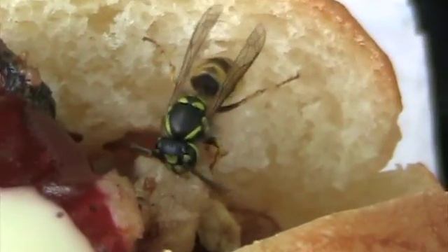 Голодная оса смотреть онлайн