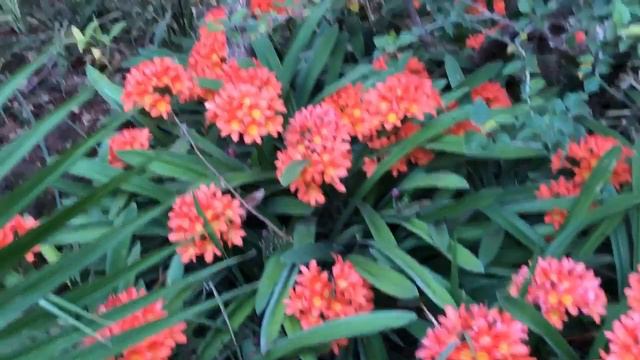 CLIVIAS IN MY GARDEN смотреть онлайн