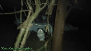 Моя безответственность всех погубила. Я больше никого не хочу заводить.