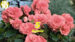 Top Ten Flowering Plants For Hanging Baskets