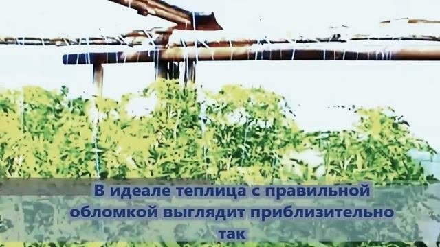 5 правил выращивание помидоров в теплице, как вырастить томаты дома