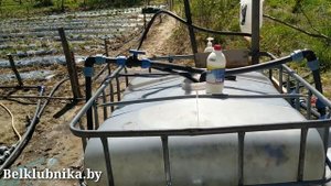 Вода после этого не цветёт. 100% дешёвый способ. Belklubnika.by