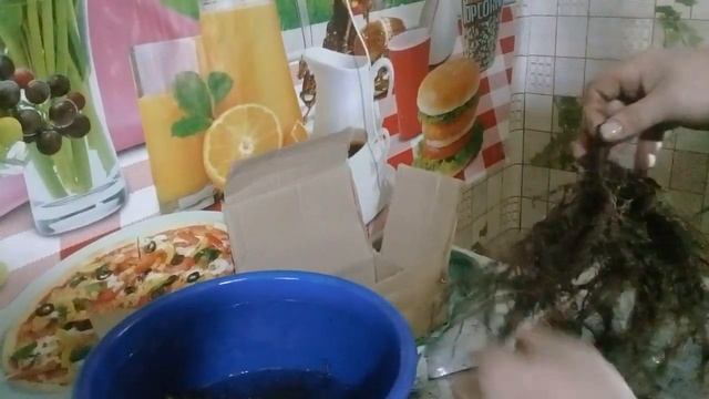 Ремонтантная малина , посылка от Аллы Чамата.