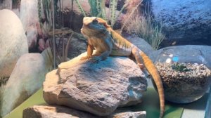 Как быстро растет наша агама ?? Небольшая История Сэма