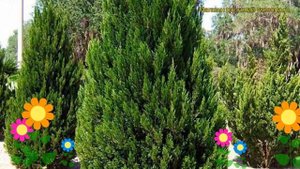 Можжевельник китайский Спартан. Краткий обзор, описание характеристик juniperus chinensis Spartan