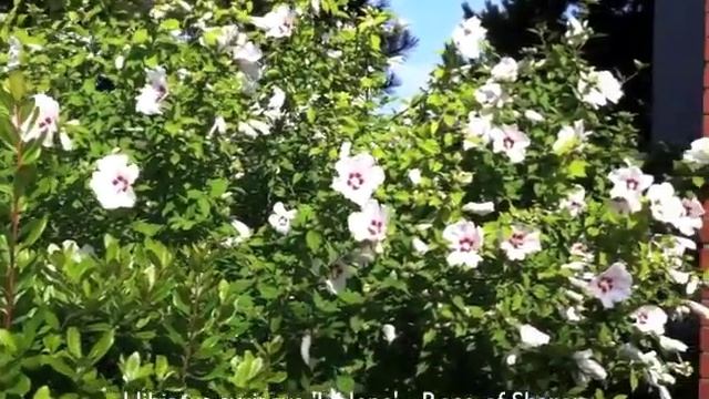 Hibiscus syriacus 'Helene' - Rose of Sharon смотреть онлайн