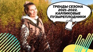 Пузыреплодники | Невысокие пузыреплодники | Пузыреплодник Калинолистный | Фитопластика |