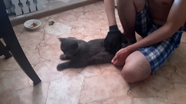 Перчатка для вычесывания шерсти смотреть онлайн