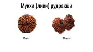 Лики рудракши ~ Мукхи для богатства