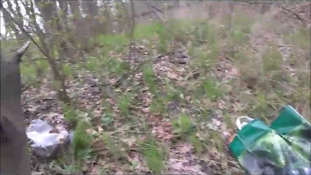 Виды сморчков.  Как и где растет сморчок конический.
