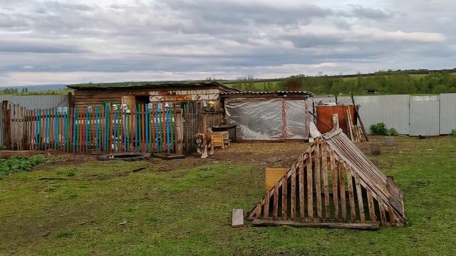 Кавказская Овчарка //Альма смотреть онлайн