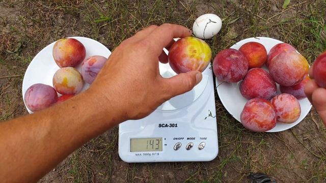 СЛИВА ФОРМОЗА / PLUM FORMOZA / ДИПЛОИДНЫЕ СЛИВЫ смотреть онлайн