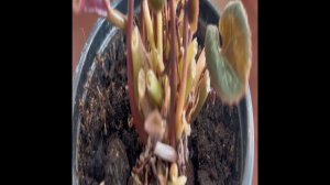 ПЕРСИДСКИЙ ЦИКЛАМЕН