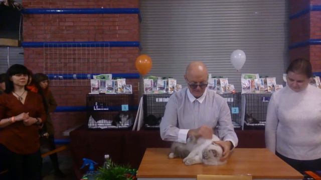 WCF-ринг у J.Gratkowski (JG) AB. Gr.Int.Ch. Cristian Nevskiy Blues смотреть онлайн