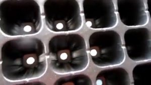 Петуний много не бывает -) занимаюсь пересаживанием петуний в отдельные ячейки. Семян в пачке много