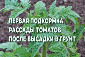 ПЕРВАЯ ПОДКОРМКА ТОМАТОВ, ПОСЛЕ ВЫСАДКИ РАССАДЫ В ГРУНТ ДЛЯ УВЕЛИЧЕНИЯ УРОЖАЯ.