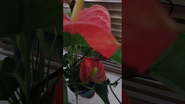 Цветы антуриум смотреть онлайн