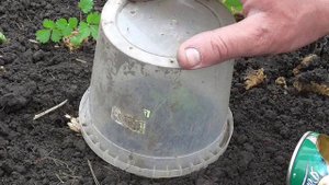 Выращивание земляники-клубники из семян Ч.2