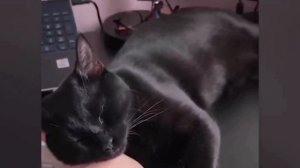 Подборка смешных животных 5 ? Приколы с котами и собаками ?