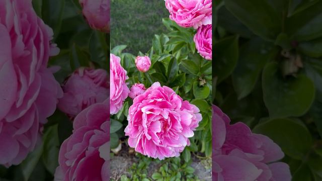 Herbaceous peony - The Fawn - A lovely pink lactiflora with the unique freckles on the petals #peon