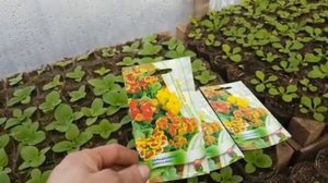 КАЛЬЦЕОЛЯРИЯ из семян выращивание и уход.mp4