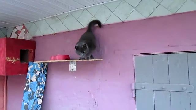 Нереально крутой домик для кота! Сделай своему любимцу такой же! смотреть онлайн