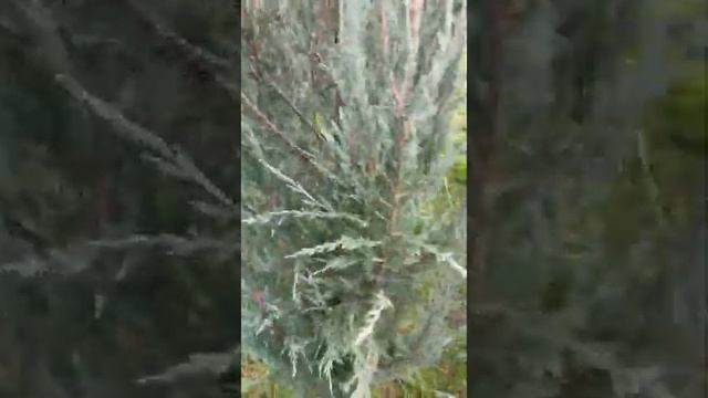 можжевельник саженцы рассада смотреть онлайн