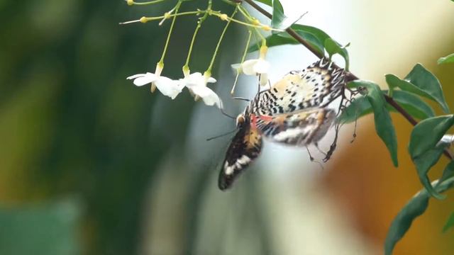 Cethosia cyane (F) смотреть онлайн