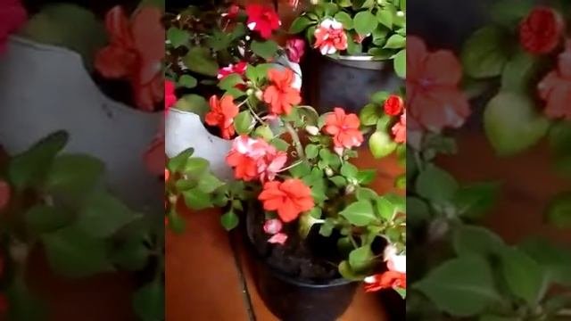 Для бурного цветения бальзамина это важно ! Попробуйте это работает !