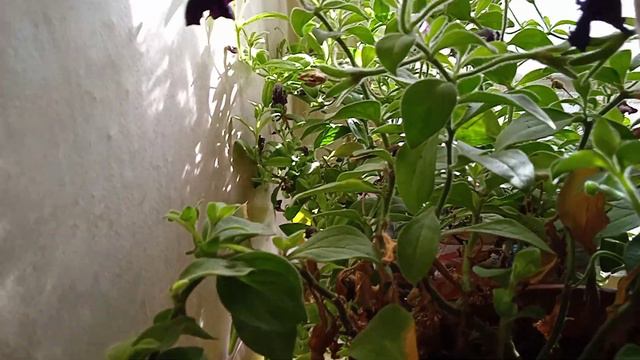 Нуждается ли петуния в кардинальной стрижке? смотреть онлайн