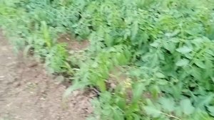 Томат "Волгоградец" открытый грунт