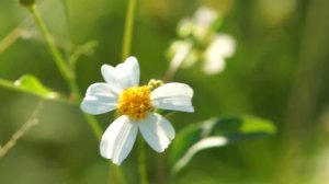 Sony Alpha SLT A65 + Minolta 70-210 F.4 Lens Test