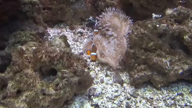 Научный музей в Барселоне Museu de la Ciencia CosmoCaixa смотреть онлайн