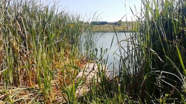 Платный пруд.Бывает и такое смотреть онлайн