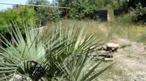 Пальма Бутия (Butia)