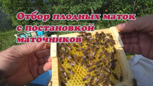 ОТБОР ПЛОДНЫХ МАТОК И ИХ ПОДСАДКА В ОСНОВНЫЕ СЕМЬИ, РАЗДАЧА МАТОЧНИКОВ