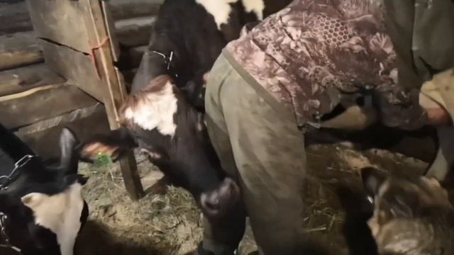 Как узнать что корова будет телиться смотреть онлайн