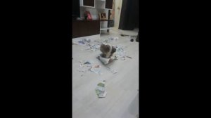 Сам ты сука!