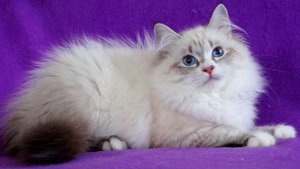 Невская маскарадная кошка. История и особенности породы