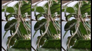 ХОЙЯ КАРНОЗА или ХОЙЯ МЯСИСТАЯ или ВОСКОВОЙ ПЛЮЩ (Hoya carnosa)