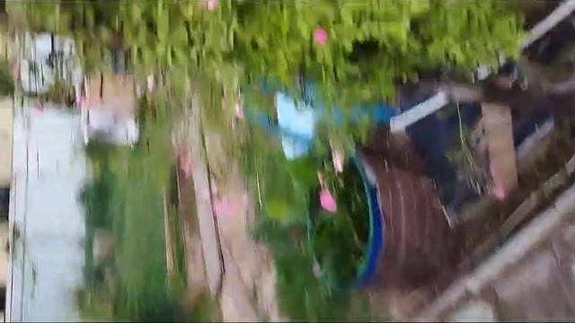 Сад у МКАД.2023г. Розы