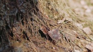 Весны журчащий ручеек. Музыка весны